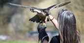 Falconiere Predappio