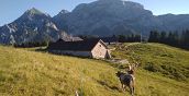 Fattoria didattica agriturismo malga Glazzat in Friuli