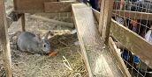 ecinto con coniglietti in un ambiente naturale