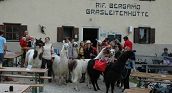 Avventura con i lama: trekking rilassante nelle Dolomiti