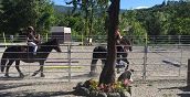Lezioni di equitazione in Val Noveglia, Parma, con cavalli Bardigiani