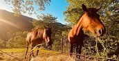 Esperienza di equitazione nella fattoria di Lolle a Pistoia