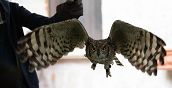 manoppello-falconeria-pescara
