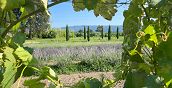 Massaggio all'olio essenziale di lavanda prodotto presso la fattoria Agata a Ponte Buggianese
