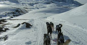 Musher sleddog