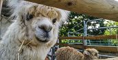 Passeggiata con alpaca Montegaldella