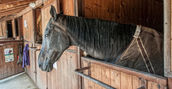 passeggiate-a-cavallo-bergamo