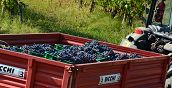 Degustazione di vini e prodotti tipici in un'azienda vinicola dell'Oltrepò Pavese