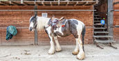 prenotare-passeggiate-a-cavallo-bergamo