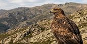 Rapace libero durante falconeria Sulbiate 