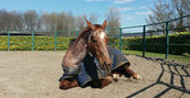 regalo-passeggiata-a-cavallo-lombardia