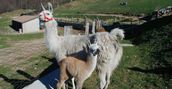 Regalare una passeggiata con i lama a Blessagno