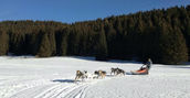 Sleddog corso