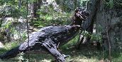 Percorso 3D di tiro con l’arco tra gli alberi del Trentino