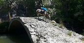 Sentiero di montagna immerso nella natura durante un trekking con asini
