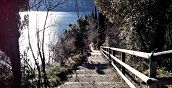 Sentiero tra uliveti nel trekking sul Monte Brione