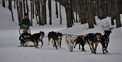 Condurre una slitta con Alaskan Husky nella Piana di Nambino
