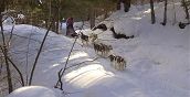 Cani da slitta in Trentino a San Lorenzo Dorsino