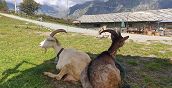 Capre che si riposano all’ombra vicino alla malga in Piemonte