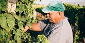 Vendemmia vino siciliano in una tenuta a Siracusa