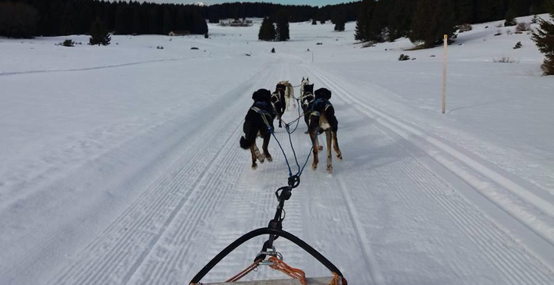 Sleddog