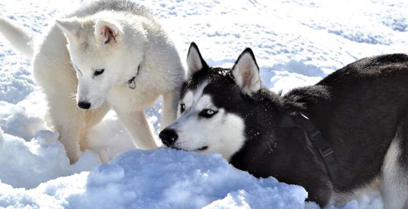Siberian Husky a Santo Stefano di Cadore per l'esperienza di sleddog