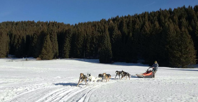 Sleddog corso