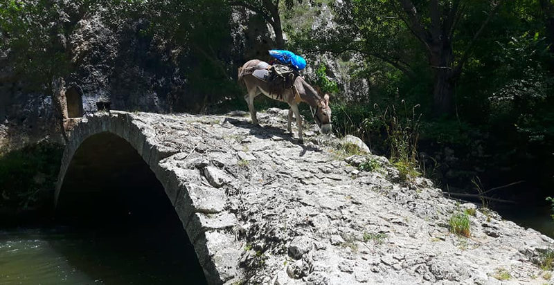 Sentiero di montagna immerso nella natura durante un trekking con asini