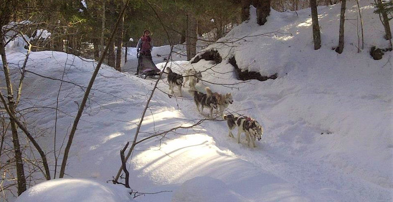 Cani da slitta in Trentino a San Lorenzo Dorsino