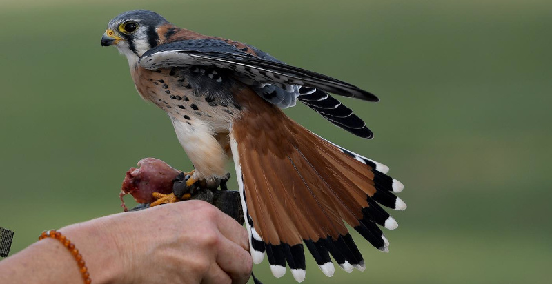 Rapace posato sulla mano di un falconiere nel parco di Vicenza