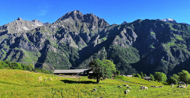 Prati e pascoli tipici attorno a una malga nelle Alpi piemontesi