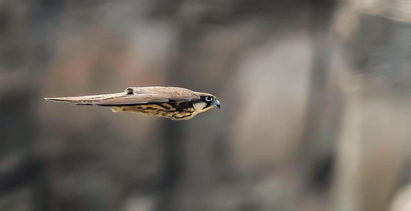 Rapace in volo durante l'esperienza di falconeria a Vicenza
