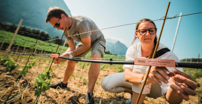 vino biologico